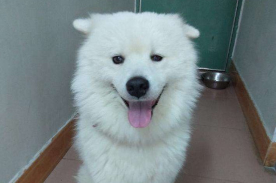 狗狗知道主人怀孕吗