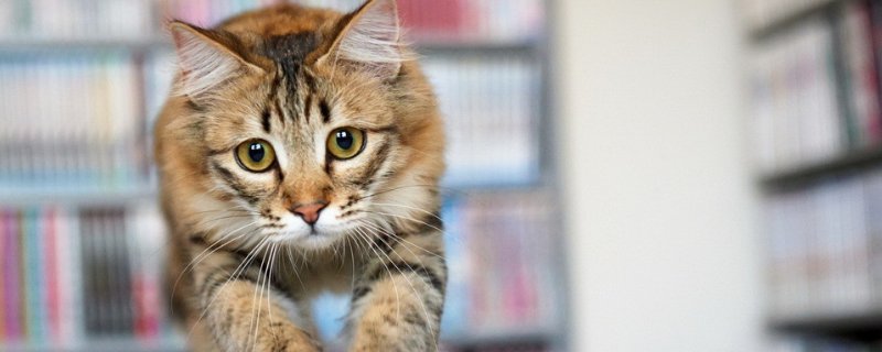 猫互相咬脖子