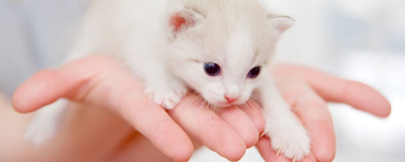 猫咬主人手表示什么