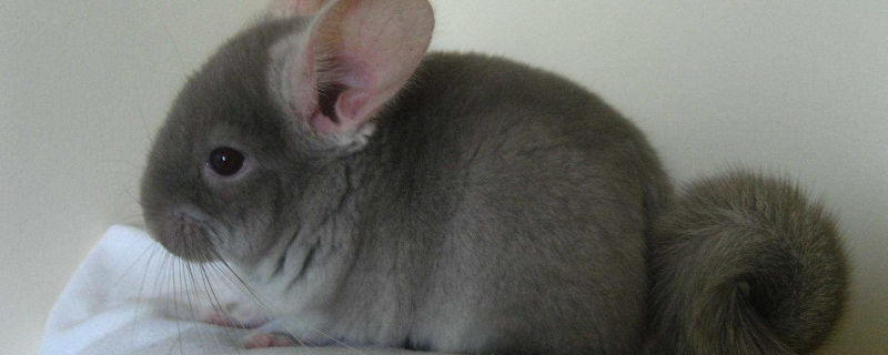 养龙猫对人身体有害吗