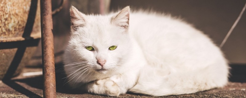 猫咪喜欢蹭人什么意思