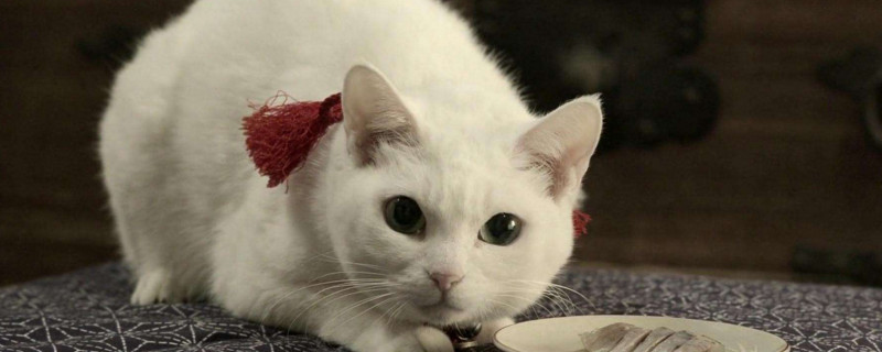 猫耳朵出血是怎么回事