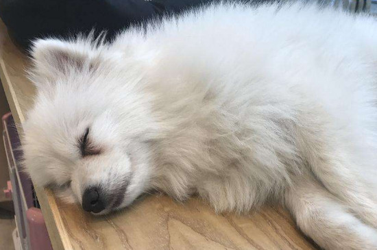 狗狗上吐下泻吃什么药