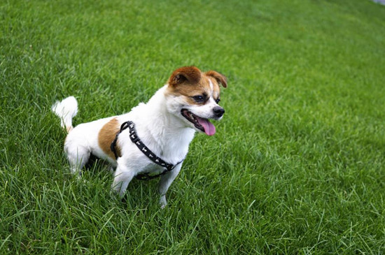 母犬绝育多久恢复