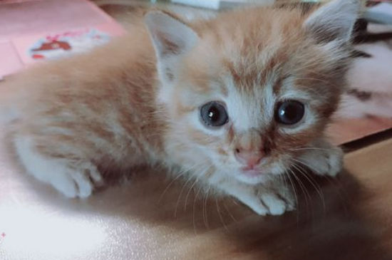 猫粮开封四个月会坏吗