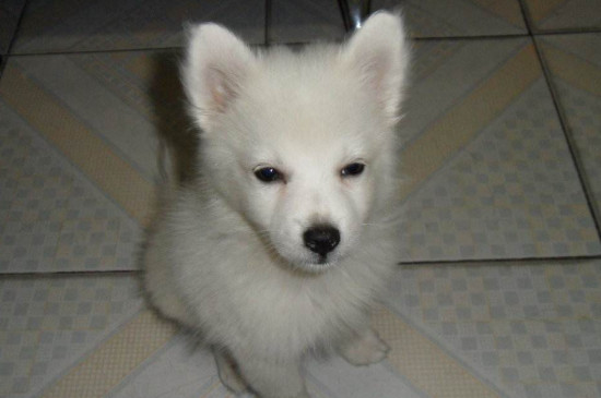 银狐犬和泰迪哪个好，泰迪体型小不掉毛更适合家养