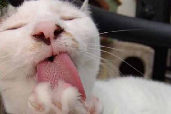 猫热的吐舌头