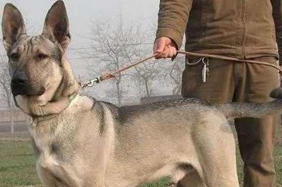 狼青吃什么立耳快，鸡蛋黄各种肉以及犬类保健品