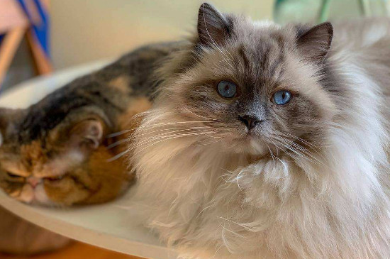 猫砂是什么材料做的