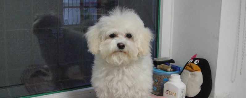 狗狗拉肚子拉血