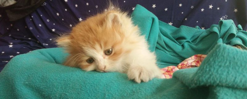 怎么样诱导猫咪去产房