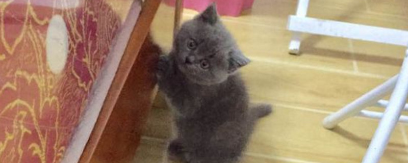 小猫太调皮该怎么管教