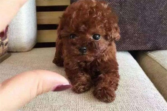 泰迪跟贵宾有什么区别，泰迪是贵宾犬的一种造型