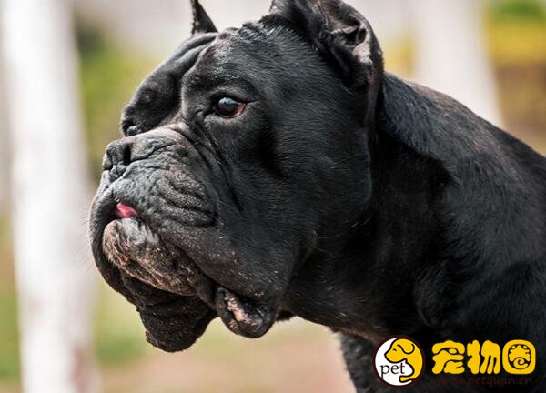 卡斯罗犬怎么训练，烈性猛犬一定要进行社会化