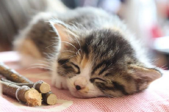 猫咪晚上太闹腾怎么办