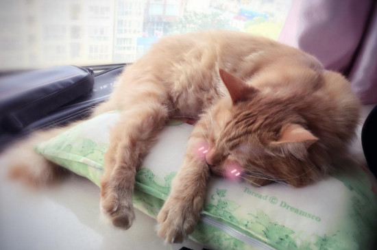 怎么让原住民接受新猫