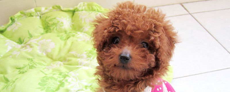 狗狗躁动不安一直哼唧