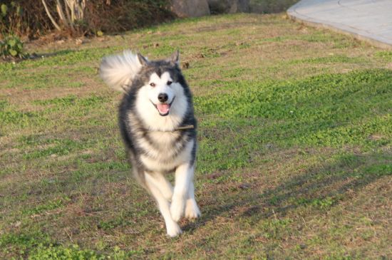 阿拉斯加犬用什么狗绳