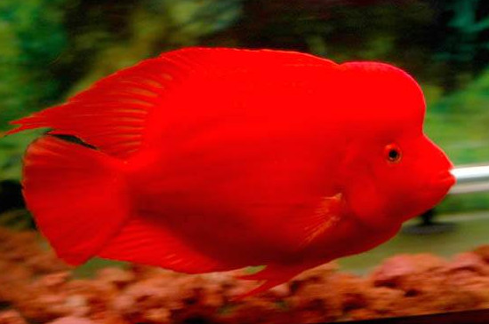 红财神鱼多大能起头