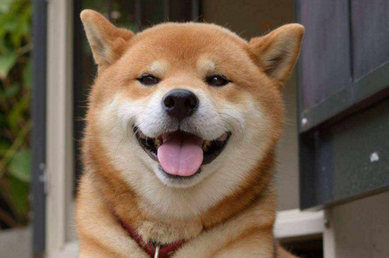 秋田犬和柴犬哪个好，秋田性情更好柴犬很少人养