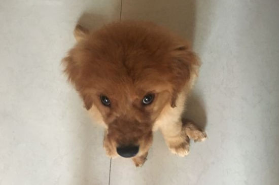 狗狗憋尿最多几个小时