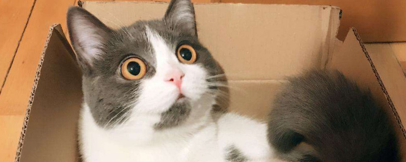猫为什么要绝育