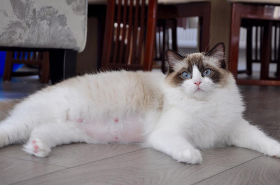 猫咪拉屎一天6次