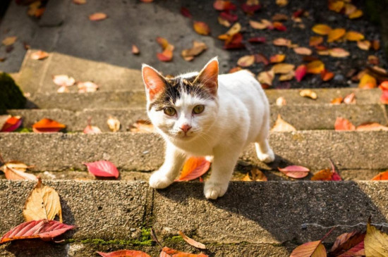 母猫绝育多久放归