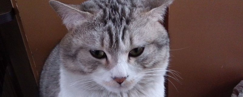 猫腿上有一块秃了