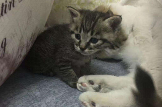 两个月的土猫吃什么