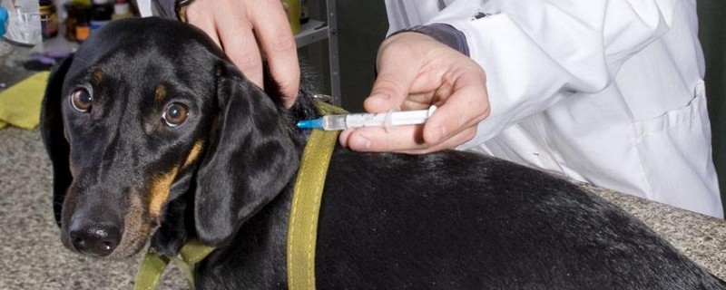 狗脖子上有个肉疙瘩硬的是什么