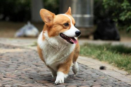 柯基犬可以吃人的饭吗