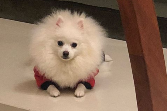 新手如何养博美犬