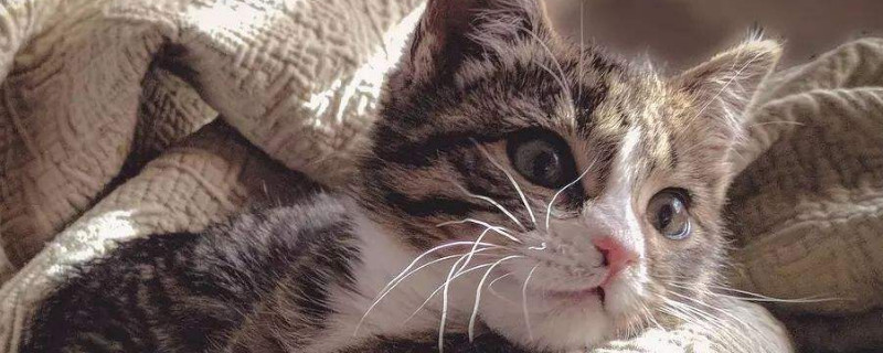 小猫多久打疫苗