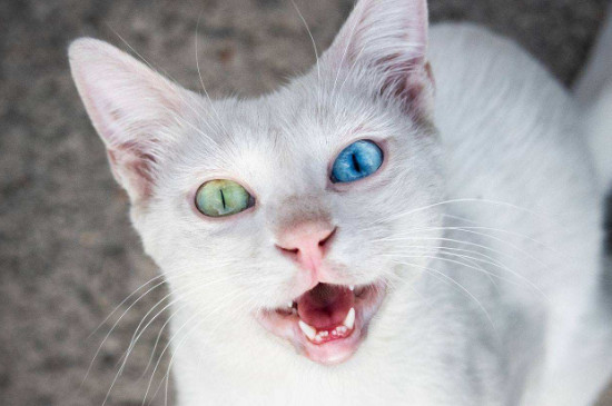 猫叫叫声拖很长怎么回事