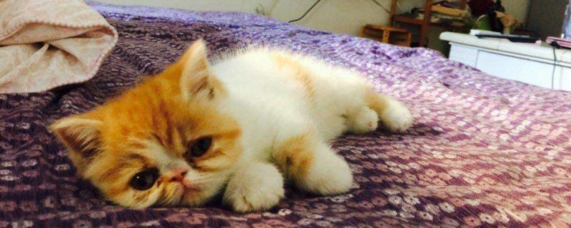 小猫吐了没精神怎么办