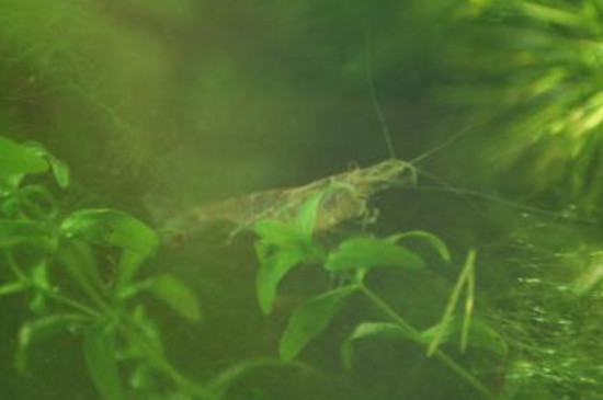 樱花虾抱卵多久生小虾