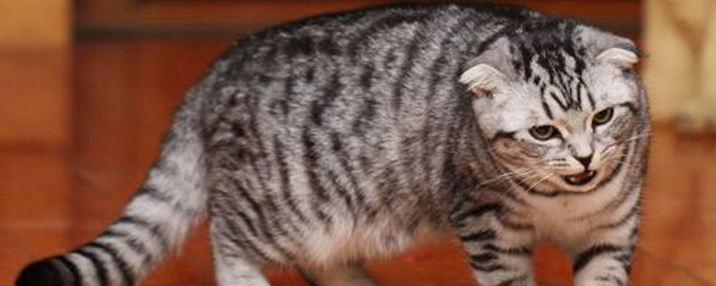 折耳猫如何看出软骨病