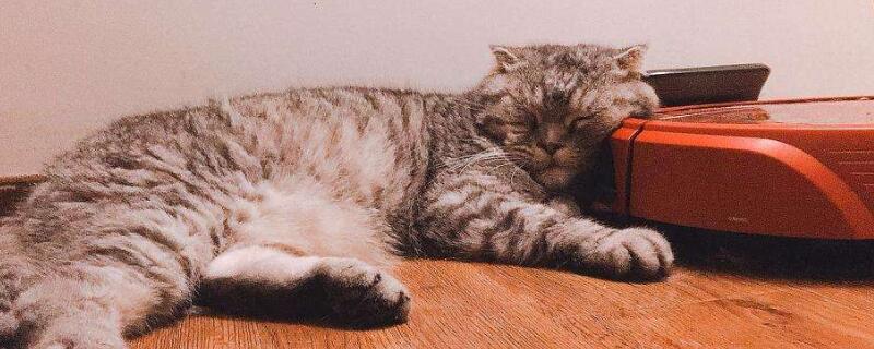 猫呼噜呼噜叫代表什么