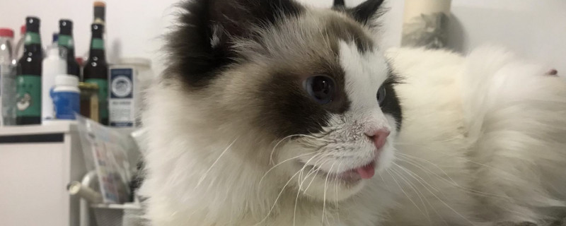 猫热的吐舌头