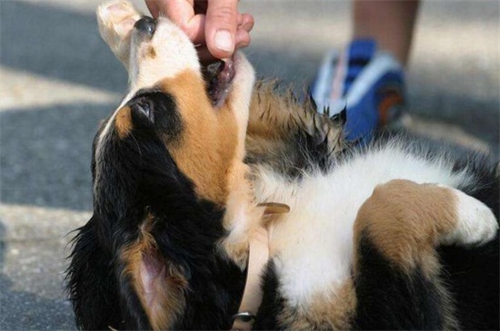 小狗为什么会得狂犬病