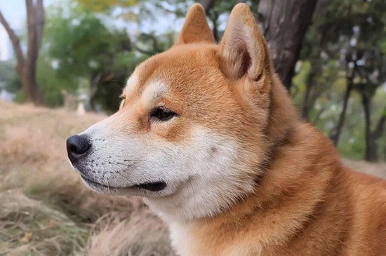 适合女生养的中型犬，这5种狗狗聪明机警很适合女孩饲养
