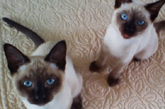 大耳猫是什么品种