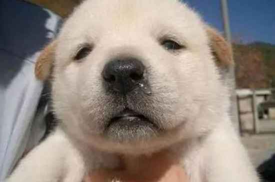 小狗感冒的症状有哪些