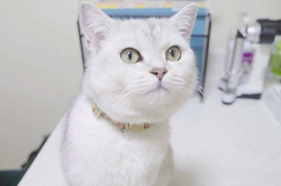 猫咪什么时候打疫苗