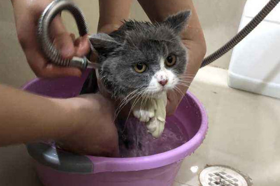 猫咪药浴用什么药，猫皮肤病怎么药浴