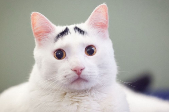 怎么判断猫有蜱虫