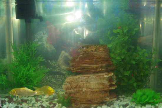 鱼缸没有氧气泵能养鱼吗