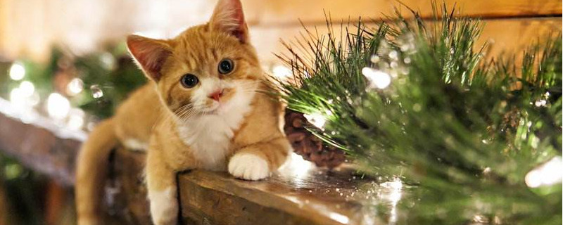 猫会讨厌一个人吗