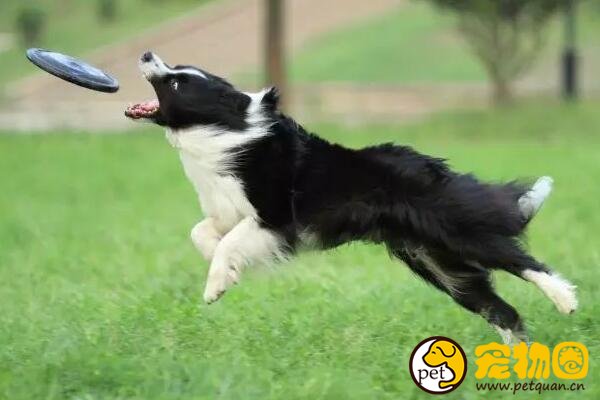 边境牧羊犬是最聪明的狗，学习能力强却喜欢自作聪明